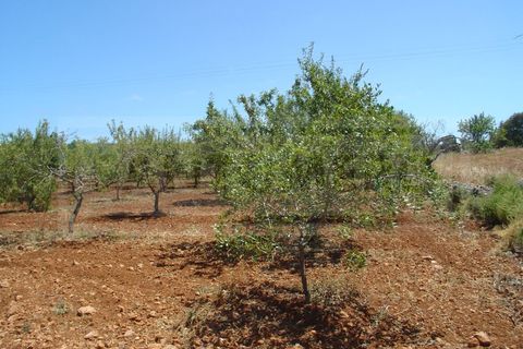 Landejendom i Albufeira, Faro, Albufeira - € 1.300.000 | Ref: 919 - foto 7
