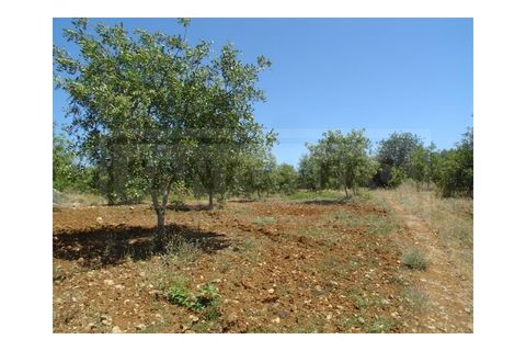 Helårsgrund i Albufeira, Faro, Albufeira - € 1.200.000 | Ref: 920 - foto 6