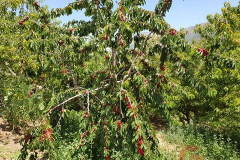 Finca i Busquistar, Granada, Busquistar - € 490.000 | Ref: J600 - foto 22