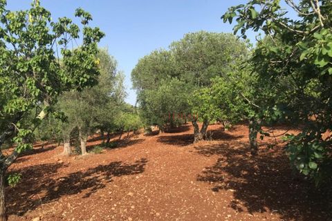 Landejendom i Ostuni, Brindisi, Ostuni - € 110.000 | Ref: 186 - foto 7