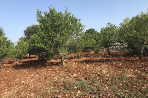 Landejendom i Ostuni, Brindisi, Ostuni - € 110.000 | Ref: 186 - foto 5