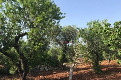 Landejendom i Ostuni, Brindisi, Ostuni - € 110.000 | Ref: 186 - foto 2