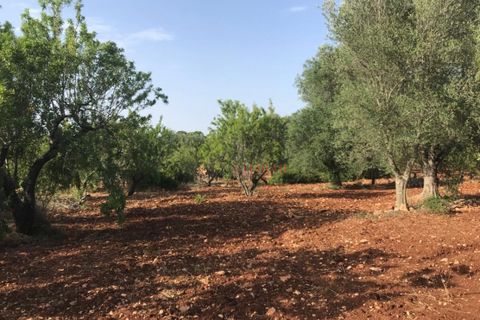 Landejendom i Ostuni, Brindisi, Ostuni - € 110.000 | Ref: 186 - foto 4