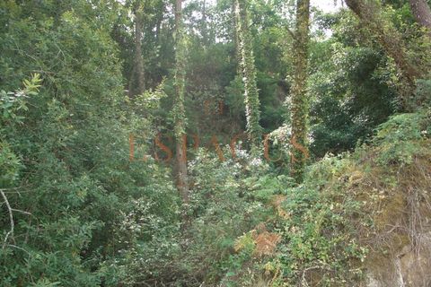 Tomt i Darque, Viana do Castelo, Darque - € 225 000 | Ref: TER_10 - foto 21