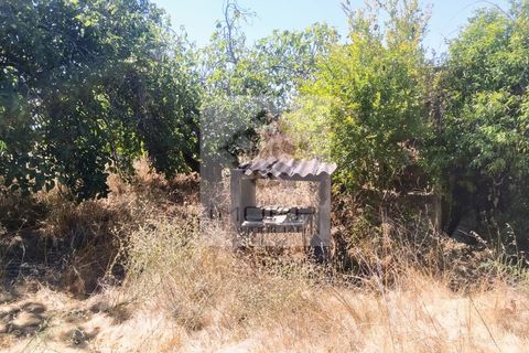 Terra a Couco, Santarem, Couco - € 127.500 | Ref: IMOPP-00096 - foto 9