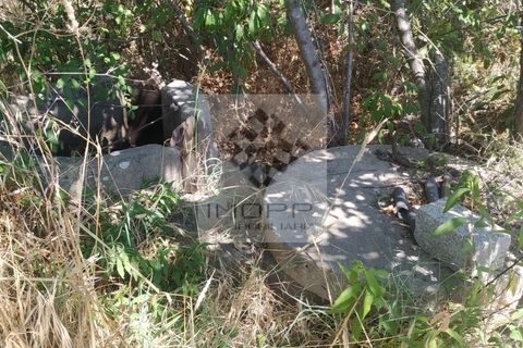 Terra a Couco, Santarem, Couco - € 127.500 | Ref: IMOPP-00096 - foto 11