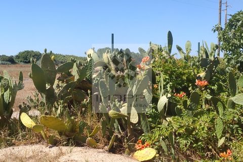 Terra a Couco, Santarem, Couco - € 127.500 | Ref: IMOPP-00096 - foto 20