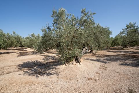 Finca i Roquetes, Tarragona, Roquetes - € 70.000 | Ref: 729 - foto 9