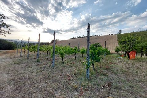 Terra a Montottone, Fermo, Montottone - € 80.000 | Ref: Mtt002 - foto 4