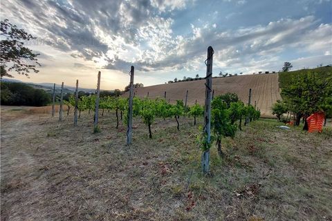 Terra a Montottone, Fermo, Montottone - € 80.000 | Ref: Mtt002 - foto 5