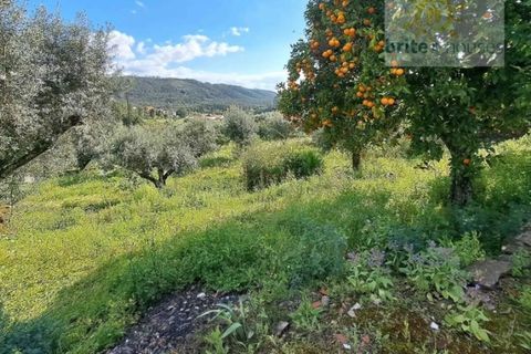 Villa i Tomar, Santarem, Tomar - € 275.000 | Ref: MN35 - foto 4