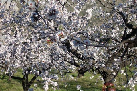 Villa a Orgiva, Granada, Orgiva - € 450.000 | Ref: J624 - foto 34