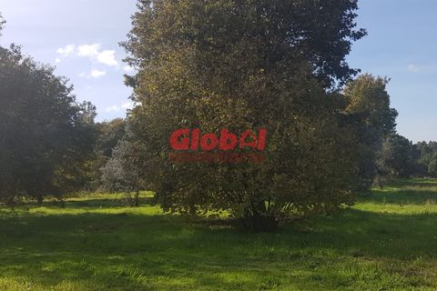 Helårsgrund i Viseu, Viseu, Viseu - € 105.000 | Ref: 189222263 - foto 2