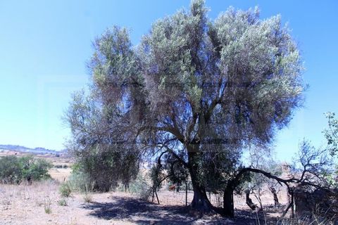 Terra a Algoz, Faro, Algoz - € 750.000 | Ref: STC2479 - foto 10