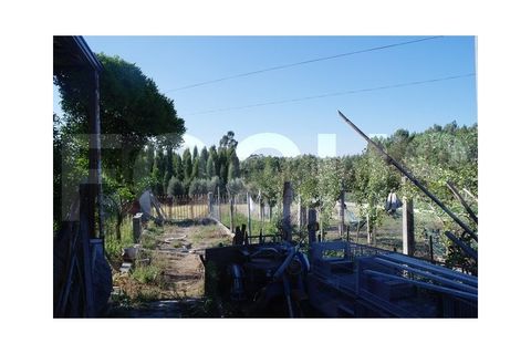 Villa i Oliveira do Bairro, Aveiro, Oliveira do Bairro - € 287.500 | Ref: 7674 - foto 11