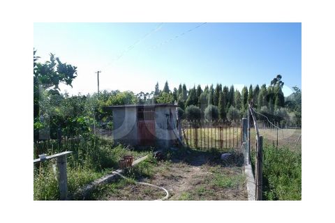 Villa i Oliveira do Bairro, Aveiro, Oliveira do Bairro - € 287.500 | Ref: 7674 - foto 12