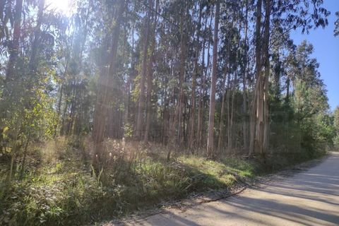 Farm i Alquerubim, Aveiro, Alquerubim - € 160.000 | Ref: 4442 - foto 7