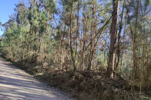 Farm i Alquerubim, Aveiro, Alquerubim - € 160.000 | Ref: 4442 - foto 9
