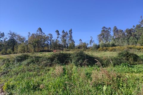 Farm i Alquerubim, Aveiro, Alquerubim - € 160.000 | Ref: 4442 - foto 11