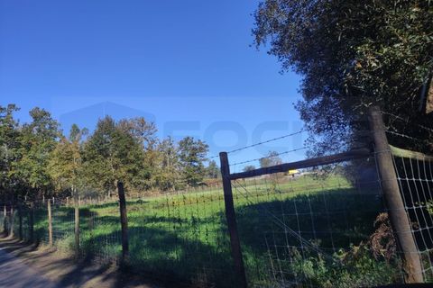 Farm i Alquerubim, Aveiro, Alquerubim - € 160.000 | Ref: 4442 - foto 12