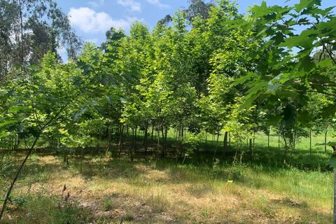 Helårsgrund i Eixo e Eirol, Aveiro, Eixo e Eirol - € 100.000 | Ref: 3463 - foto 8
