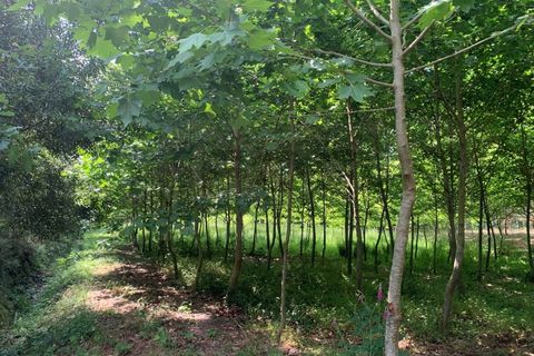Helårsgrund i Eixo e Eirol, Aveiro, Eixo e Eirol - € 100.000 | Ref: 3463 - foto 16