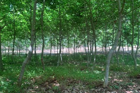 Helårsgrund i Eixo e Eirol, Aveiro, Eixo e Eirol - € 100.000 | Ref: 3463 - foto 20