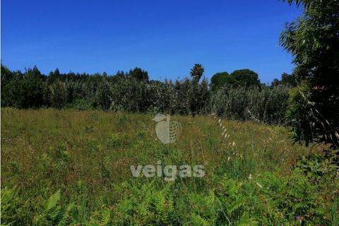 Terra a Batalha, Leiria, Batalha - € 87.500 | Ref: LIZ-210251 - foto 7