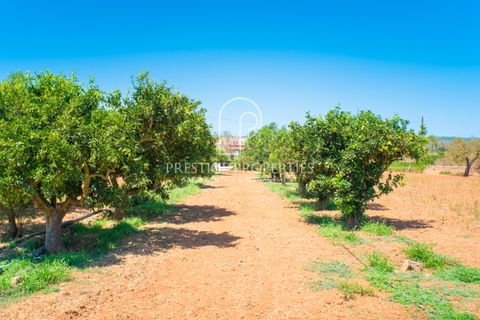 Villa a Can Tomas, Ibiza, Can Tomas - € 1.500.000 | Ref: 7093 - foto 27
