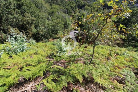 Farm i Amares, Braga, Amares - € 138.000 | Ref: 240-Q-23800 - foto 5