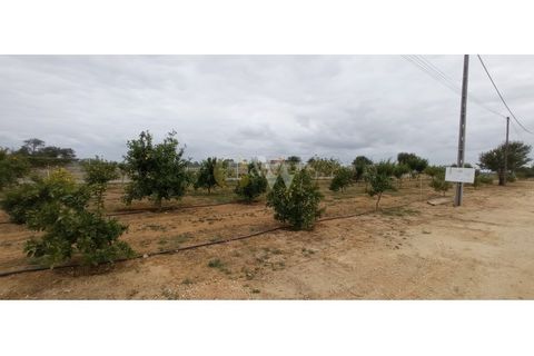 Farm i Guia, Faro, Guia - € 7.500.000 | Ref: LC _214 - foto 4