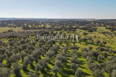 Landejendom i Monforte, Portalegre, Monforte - € 495.000 | Ref: 636-2 - foto 10
