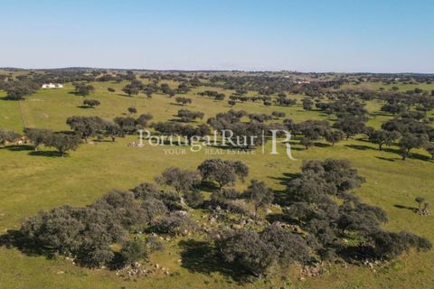 Landejendom i Monforte, Portalegre, Monforte - € 495.000 | Ref: 636-2 - foto 14