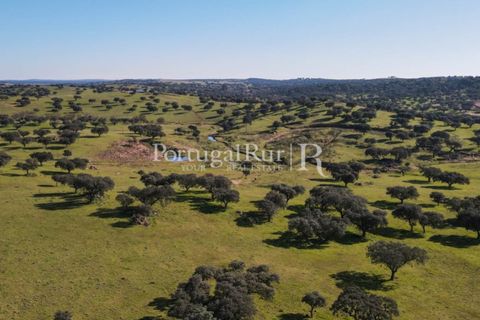 Landejendom i Monforte, Portalegre, Monforte - € 495.000 | Ref: 636-2 - foto 15