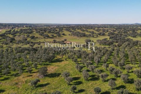 Landejendom i Monforte, Portalegre, Monforte - € 495.000 | Ref: 636-2 - foto 16