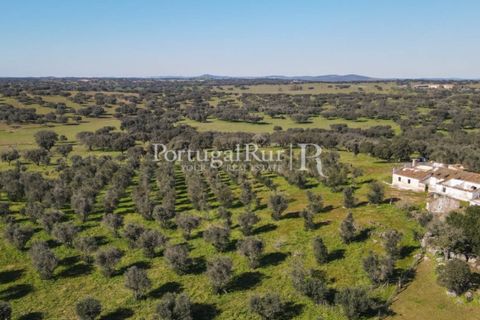 Landejendom i Monforte, Portalegre, Monforte - € 495.000 | Ref: 636-2 - foto 17