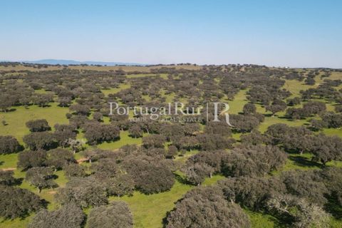 Landejendom i Monforte, Portalegre, Monforte - € 495.000 | Ref: 636-2 - foto 20