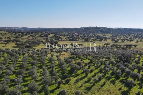Landejendom i Monforte, Portalegre, Monforte - € 495.000 | Ref: 636-2 - foto 22