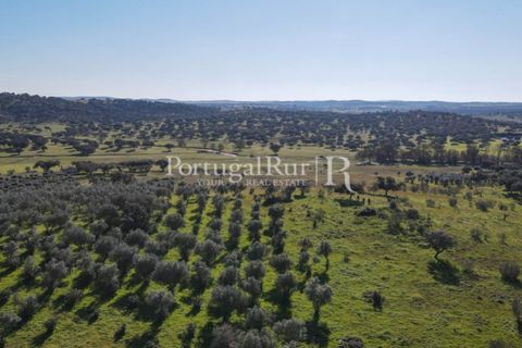 Landejendom i Monforte, Portalegre, Monforte - € 495.000 | Ref: 636-2 - foto 23