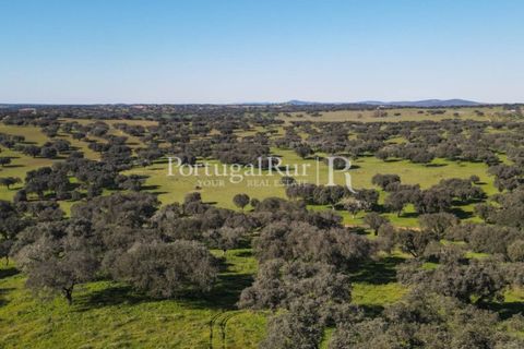 Landejendom i Monforte, Portalegre, Monforte - € 495.000 | Ref: 636-2 - foto 25