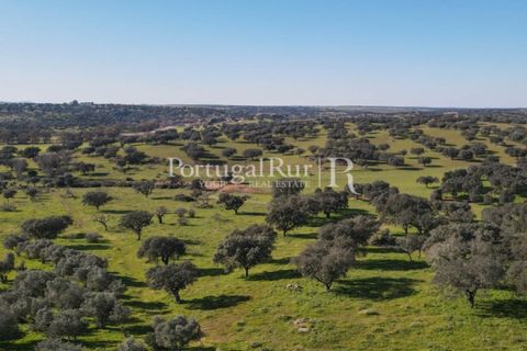 Landejendom i Monforte, Portalegre, Monforte - € 495.000 | Ref: 636-2 - foto 26