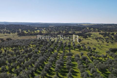 Landejendom i Monforte, Portalegre, Monforte - € 495.000 | Ref: 636-2 - foto 27