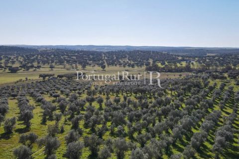 Landejendom i Monforte, Portalegre, Monforte - € 495.000 | Ref: 636-2 - foto 28
