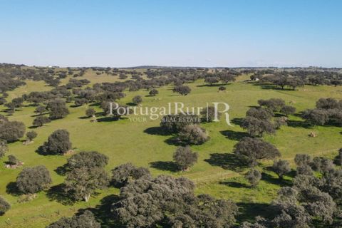 Landejendom i Monforte, Portalegre, Monforte - € 495.000 | Ref: 636-2 - foto 30