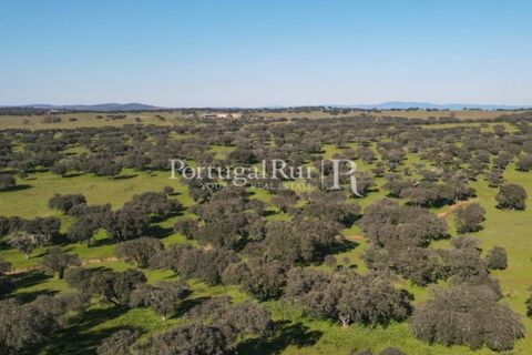Landejendom i Monforte, Portalegre, Monforte - € 495.000 | Ref: 636-2 - foto 31
