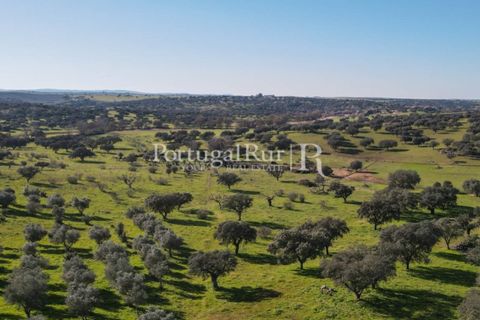 Landejendom i Monforte, Portalegre, Monforte - € 495.000 | Ref: 636-2 - foto 32