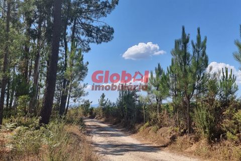 Helårsgrund i Viseu, Viseu, Viseu - € 17.500 | Ref: 189222294 - foto 2