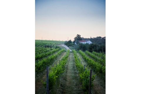 Farm i Setubal, Setubal, Setubal - € 3.500.000 | Ref: MAS_67 - foto 4