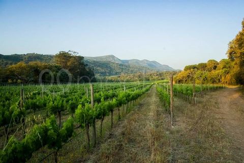 Farm i Setubal, Setubal, Setubal - € 3.500.000 | Ref: MAS_67 - foto 10
