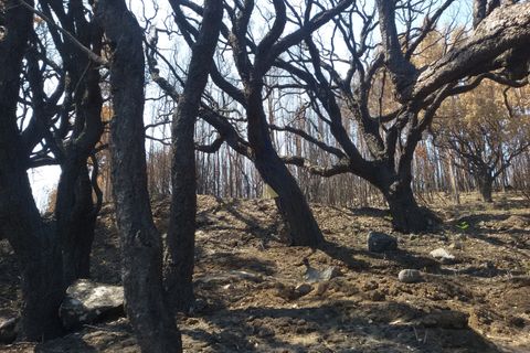 Ruinere i Monchique, Faro, Monchique - € 70.000 | Ref: JL009 AL - foto 10